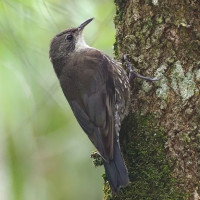 White-throated Treecreeper